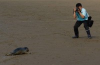 Der Seehund ließ sich geduldig fotografieren.